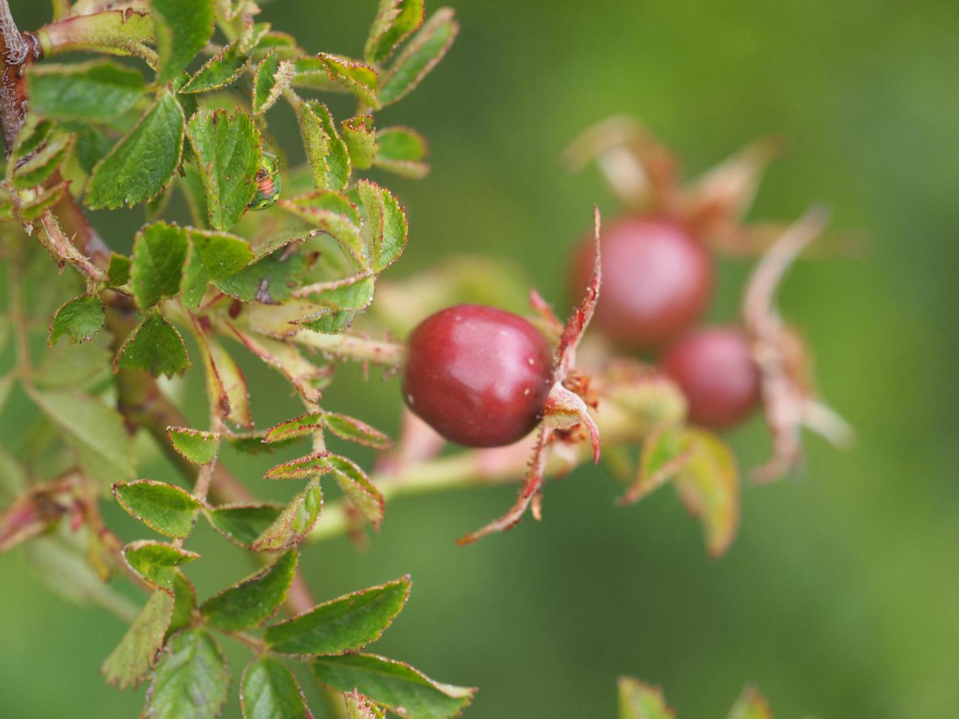 Rose, Soft-leaved fruit